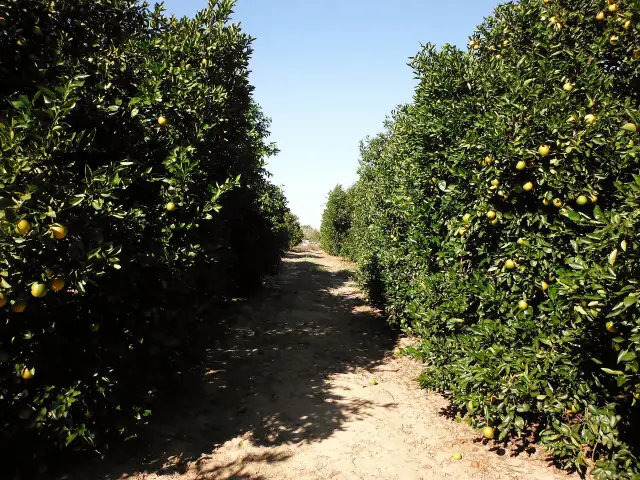 Rows of Valencia orange trees in a citrus grove in Sebring, Florida