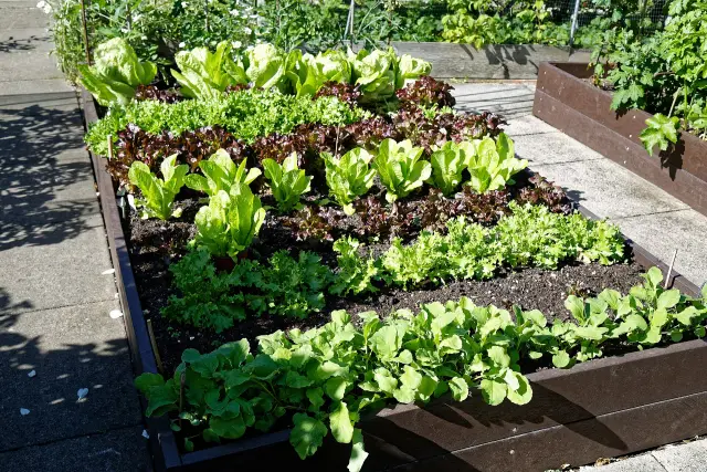 Lettuce growing in a raised vegetable bed in a home garden