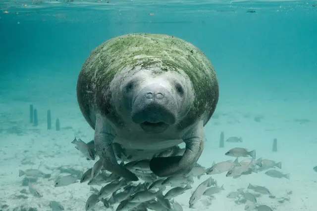 Florida manatee swimming near Crystal River National Wildlife Refuge, Florida